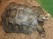 ビルマムツアシガメ
