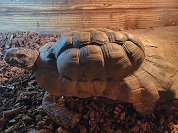 フチゾリリクガメ