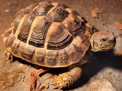 ヘルマンリクガメ