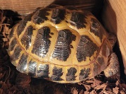 ホルスフィールドリクガメ