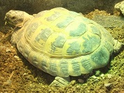ヨツユビリクガメ