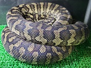 コースタルカーペットパイソン