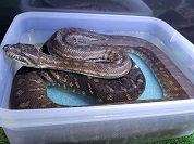 セントラルパイソン