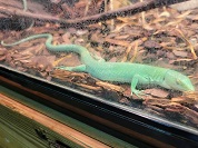 ミドリガストロカナヘビ