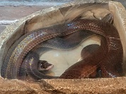 サンビームヘビ