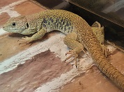 ホウセキカナヘビ