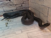 メキシカンブラックキングスネーク