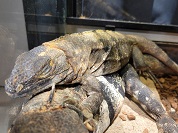 ツナギトゲオイグアナ