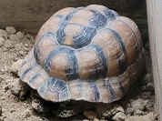 エジプトリクガメ