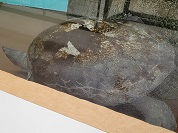 バタグールガメ（ヨツユビカワガメ）