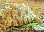 ヘサキリクガメ