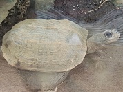 ミツウネヤマガメ