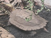 リュウキュウヤマガメ