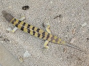 サンドフィッシュスキンク