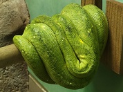 モエギニシキヘビ