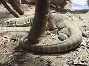 ローゼンバーグオオトカゲ