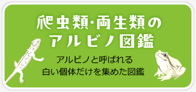 アルビノ動物園