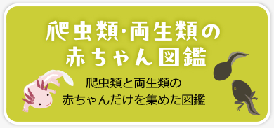 赤ちゃん動物園