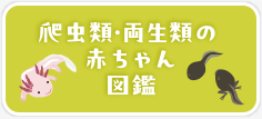 赤ちゃん動物園・動物図鑑