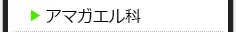 アマガエル科の種類一覧