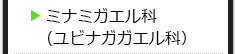 ミナミガエル科（ユビナガガエル科）の種類一覧