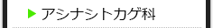 アシナシトカゲ科の種類一覧