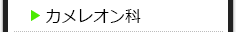 カメレオン科の種類一覧