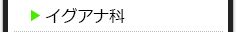 イグアナ科の種類一覧