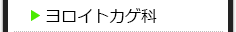 ヨロイトカゲ科の種類一覧