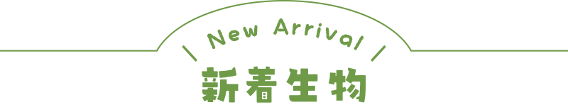 新しい爬虫類と両生類