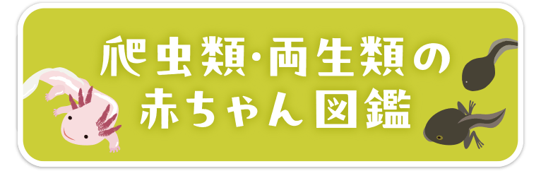 赤ちゃん動物園・動物図鑑