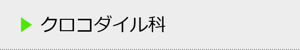 クロコダイル科の種類一覧