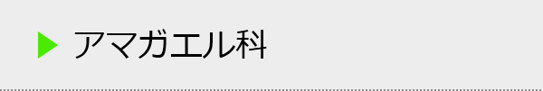 アマガエル科の種類一覧