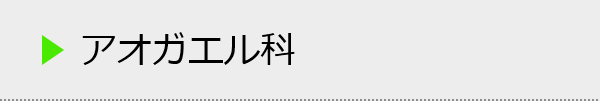 アオガエル科の種類一覧