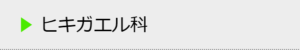 ヒキガエル科 の種類一覧