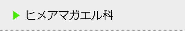 ヒメアマガエル科の種類一覧