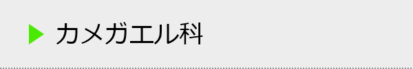 カメガエル科の種類一覧