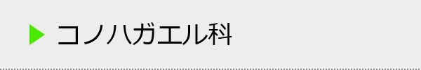 コノハガエル科の種類一覧
