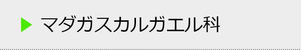マダガスカルガエル科の種類一覧