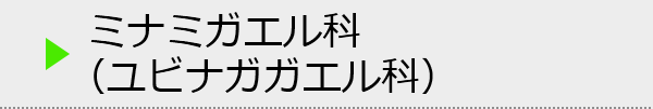 ミナミガエル科（ユビナガガエル科）の種類一覧