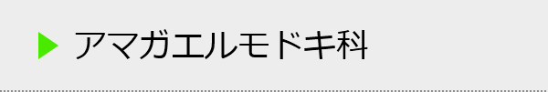 アマガエルモドキ科の種類一覧