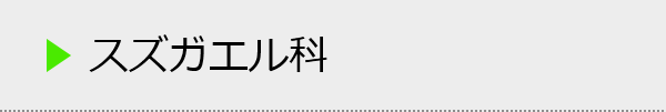 スズガエル科の種類一覧