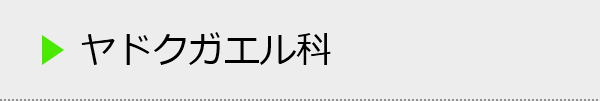 ヤドクガエル科の種類一覧