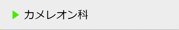 カメレオン科の種類一覧
