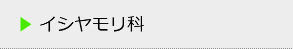 イシヤモリ科の種類一覧