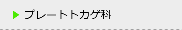 プレートトカゲ科の種類一覧