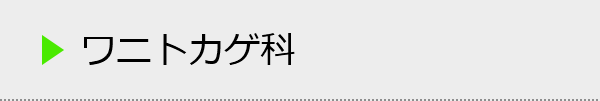 ワニトカゲ科の種類一覧