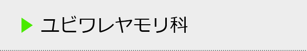 ユビワレヤモリ科の種類一覧
