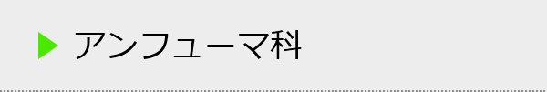 アンフューマ科の種類一覧