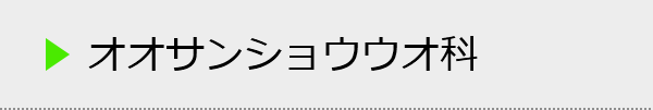 オオサンショウウオ科の種類一覧